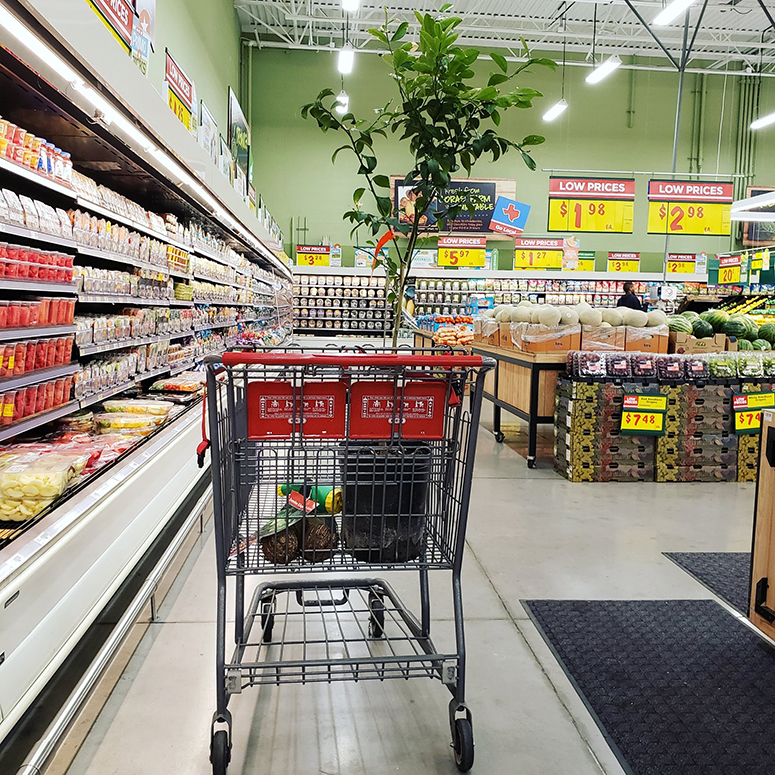 Grocery cart in the middle of the produce section.