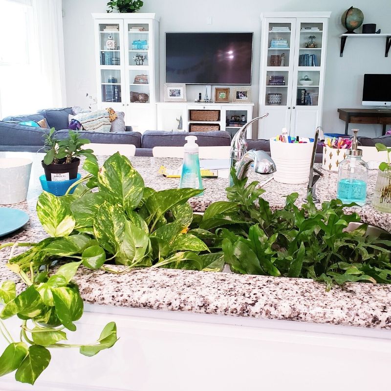 Kitchen sink full of plants